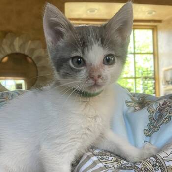Peridot -  Domestic Short Hair Cat for Adoption in Santa Fe, New Mexico - Peridot | PetCurious