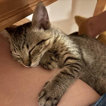 Lou -  Domestic Short Hair Cat for Adoption in Montreal, Quebec - Lou | PetCurious