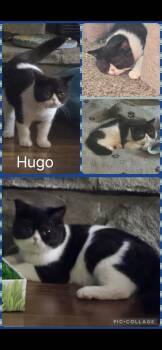 Hugo -  British Shorthair Cat for Adoption in Newberg, Oregon - Hugo | PetCurious
