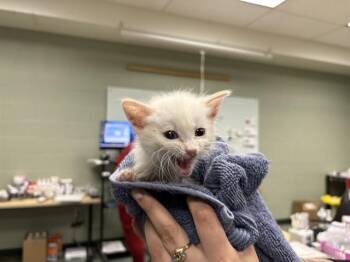 Domestic Short Hair Cats Available for Adoption - STUART LITTLE | PetCurious