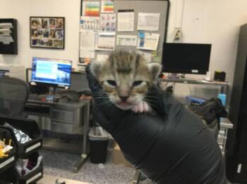A1920556 -  Domestic Short Hair Cat for Adoption in Thousand Palms, California - A1920556 | PetCurious