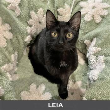 Domestic Short Hair Cats Available for Adoption in Toronto, Ontario - Leia | PetCurious