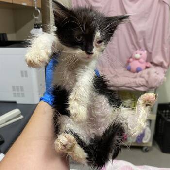 A613393 -  Domestic Medium Hair Cat for Adoption in Modesto, California - A613393 | PetCurious