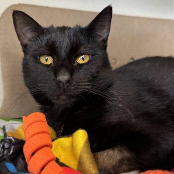Domestic Short Hair Cats Available for Adoption - Firefly | PetCurious