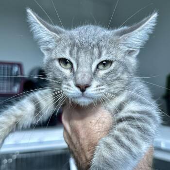 Aeris -  Domestic Short Hair Cat for Adoption in Matteson, Illinois - Aeris | PetCurious