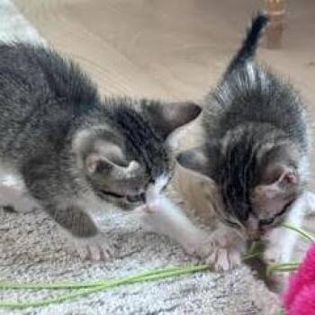 Pinkie (Zara) -  Domestic Short Hair Cat for Adoption in Cumming, Georgia - Pinkie (Zara) | PetCurious