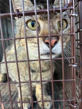 Cali -  Domestic Short Hair Cat Available for Adoption in New Braunfels, Texas - Cali | PetCurious