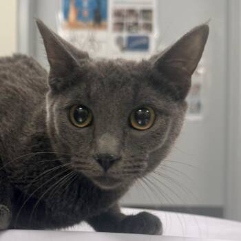 Domestic Short Hair Cats Available for Adoption in Las Cruces, New Mexico - Grayson | PetCurious