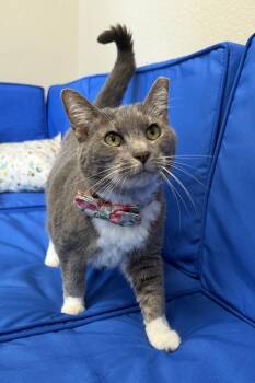Tophie -  Domestic Short Hair Cat for Adoption in Plant City, Florida - Tophie | PetCurious