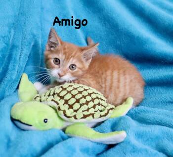 Amigo -  Tabby Cat for Adoption in St. Augustine, Florida - Amigo | PetCurious