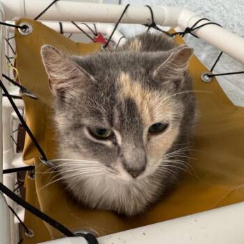 Harley -  Domestic Short Hair Cat for Adoption in Chapel Hill, North Carolina - Harley | PetCurious