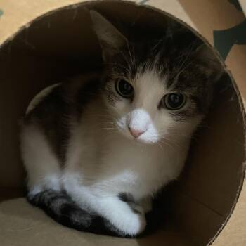 Moo Cow -  Domestic Short Hair Cat for Adoption in Saint Charles, Missouri - Moo Cow | PetCurious