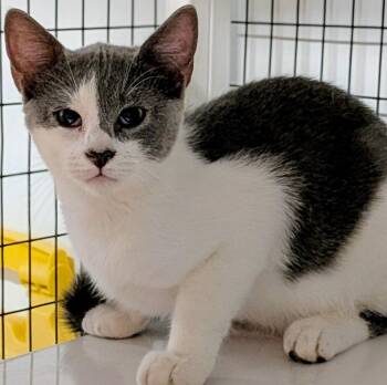 Pete -  Domestic Short Hair Cat for Adoption in St. Augustine, Florida - Pete | PetCurious