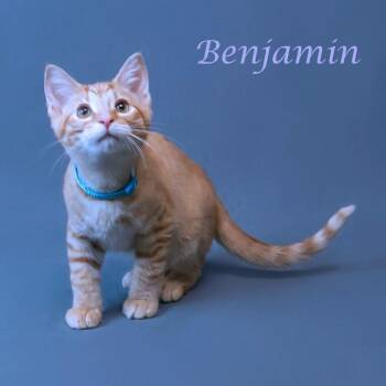Domestic Short Hair Cats Available for Adoption in Lebanon, Tennessee - Benjamin C26-153 | PetCurious