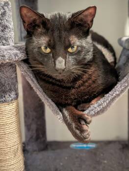 Chestnut -  Domestic Short Hair Cat Available for Adoption in Boston, Massachusetts - Chestnut | PetCurious
