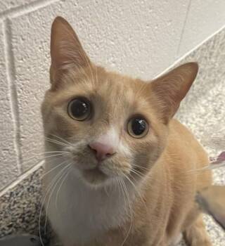 Cloverboy -  Domestic Short Hair Cat for Adoption in Golden, Colorado - Cloverboy | PetCurious