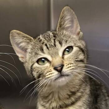 Domestic Short Hair Cats Available for Adoption in Gloucester, Virginia - Maeve | PetCurious