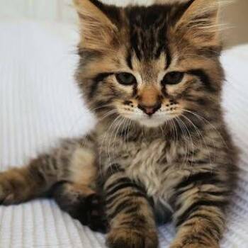 Tobin (CBWK2) -  Domestic Medium Hair Cat for Adoption in Edwardsville, Illinois - Tobin (CBWK2) | PetCurious
