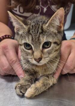 Denise -  Domestic Short Hair Cat for Adoption in Christiansburg, Virginia - Denise | PetCurious