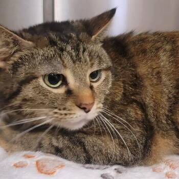 Domestic Short Hair Cats Available for Adoption in Tipton, Indiana - Lima | PetCurious