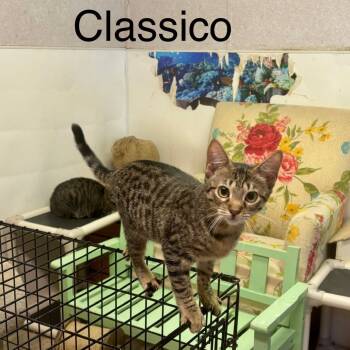 Rescue Domestic Short Hair Cats for Adoption in Hinesville, Georgia - Classico | PetCurious