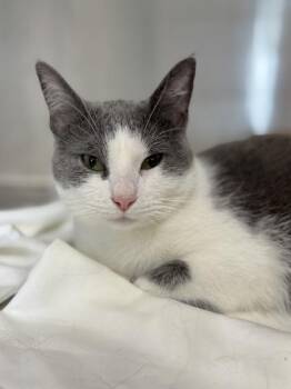 Teaspoon -  Domestic Medium Hair and Domestic Short Hair Cat for Adoption in West Chester, Pennsylvania - Teaspoon | PetCurious