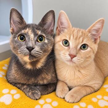 Simba and Sarabi -  Domestic Short Hair Cat for Adoption in Pontiac, Michigan - Simba And Sarabi | PetCurious