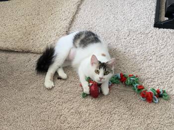 Rescue Domestic Long Hair Cats for Adoption in Greenville, South Carolina - Callie CR | PetCurious