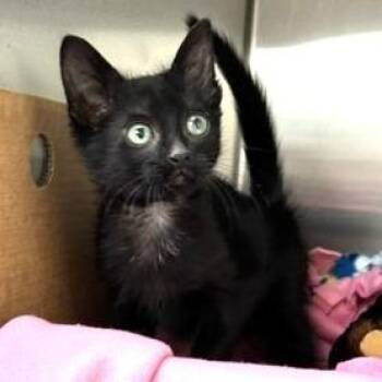 Domestic Short Hair Cats Available for Adoption - Late Night Out | PetCurious