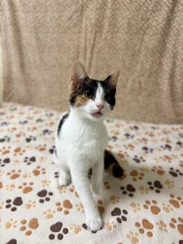 Cookie -  Domestic Short Hair Cat for Adoption in Upper Sandusky, Ohio - Cookie | PetCurious