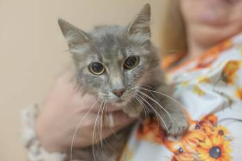Sharma -  Domestic Long Hair and Tabby Cat for Adoption in Mountain Home, Arkansas - Sharma | PetCurious