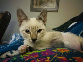 Hitchiker -  Domestic Short Hair Cat for Adoption in Groveland, Massachusetts - Hitchiker | PetCurious