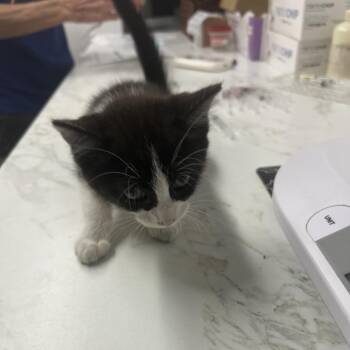 Domestic Long Hair Cats Available for Adoption in St. Louis, Missouri - Cowboy Meowbop | PetCurious