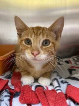 Rescue Domestic Short Hair Cats for Adoption in Columbia City, Indiana - Lou | PetCurious