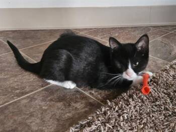 Domestic Short Hair Cats Available for Adoption - JANGO | PetCurious