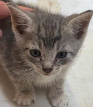 COSMO -  Domestic Short Hair Cat for Adoption in Elizabethton, Tennessee - COSMO | PetCurious
