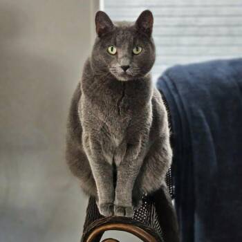 Smokey -  Domestic Short Hair Cat for Adoption in Thayne, Wyoming - Smokey | PetCurious