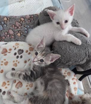 Ocean and Reef -  Domestic Short Hair Cat for Adoption in Denver, Colorado - Ocean And Reef | PetCurious