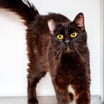 Burt -  Domestic Medium Hair and Domestic Short Hair Cat for Adoption in Hattiesburg, Mississippi - Burt | PetCurious