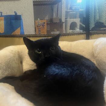 Rescue Domestic Short Hair Cats for Adoption in Wantage, New Jersey - Keith | PetCurious