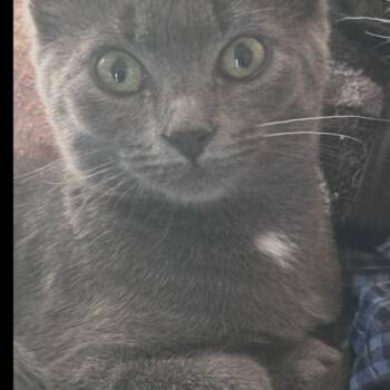 Solar -  Domestic Short Hair Cat for Adoption in Tampa, Florida - Solar | PetCurious