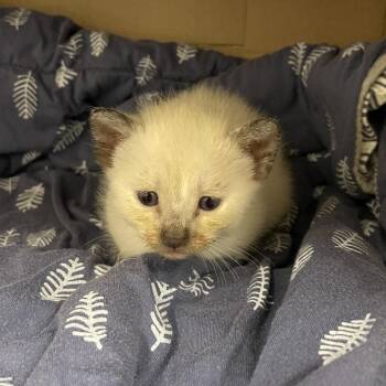 Ella -  Siamese Cat for Adoption in Webster, Texas - Ella | PetCurious