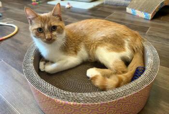 Opal -  Domestic Short Hair Cat for Adoption in Hamilton, Michigan - Opal | PetCurious
