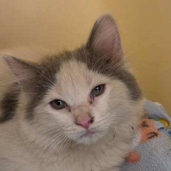 Nellie -  Domestic Long Hair Cat for Adoption in Zanesville, Ohio - Nellie | PetCurious