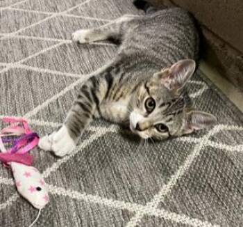 Rescue Tabby Cats for Adoption in Closter, New Jersey - Bean | PetCurious