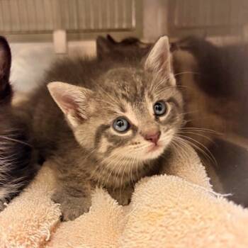 Rescue Domestic Short Hair Cats for Adoption in Morton Grove, Illinois - Lantern | PetCurious