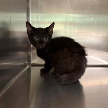 Twilight 6153 -  American Shorthair Cat for Adoption in Hamilton, Georgia - Twilight 6153 | PetCurious