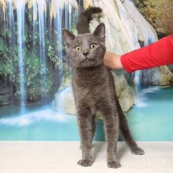 Hantu -  Domestic Short Hair Cat for Adoption in West Chester, Pennsylvania - Hantu | PetCurious