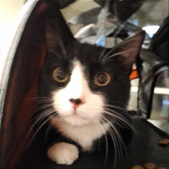 Off the Clock -  Domestic Short Hair Cat for Adoption in Baltimore, Maryland - Off The Clock | PetCurious