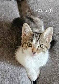 Azula -  Domestic Short Hair Cat for Adoption in Newport, Kentucky - Azula | PetCurious